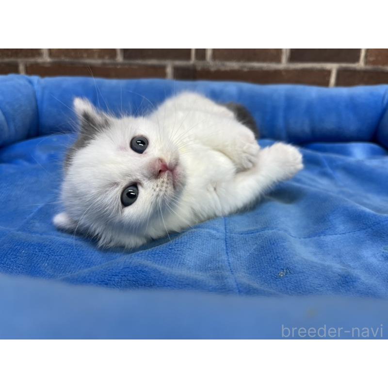 販売中の東京都のマンチカン(短足)-132122の4枚目