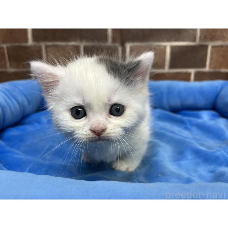 販売中の東京都のマンチカン(短足)-132122の3枚目