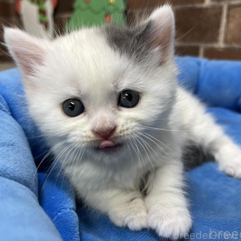 販売中の東京都のマンチカン(短足)-132122の1枚目