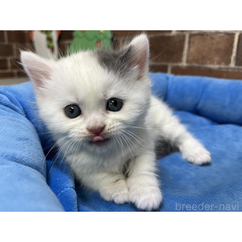 販売中の東京都のマンチカン(短足)-132122の2枚目