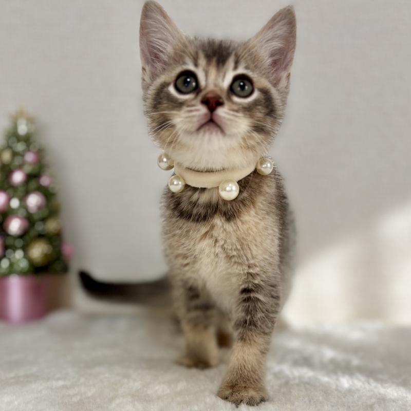 販売中の埼玉県のマンチカン-129007の14枚目