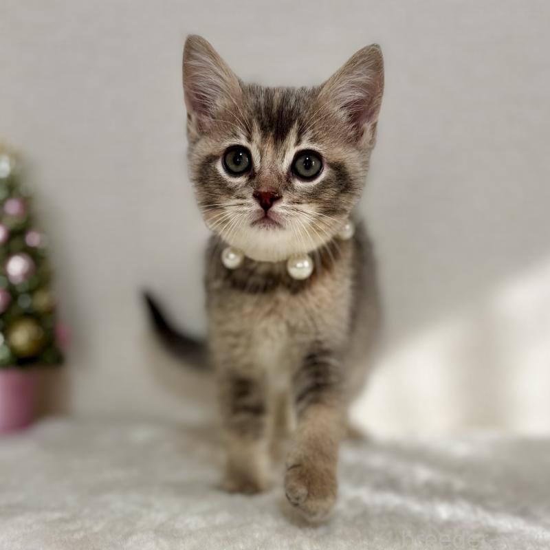 販売中の埼玉県のマンチカン-129007