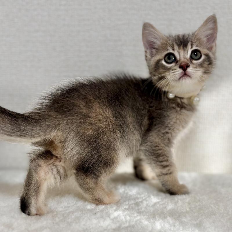 販売中の埼玉県のマンチカン-129007の12枚目