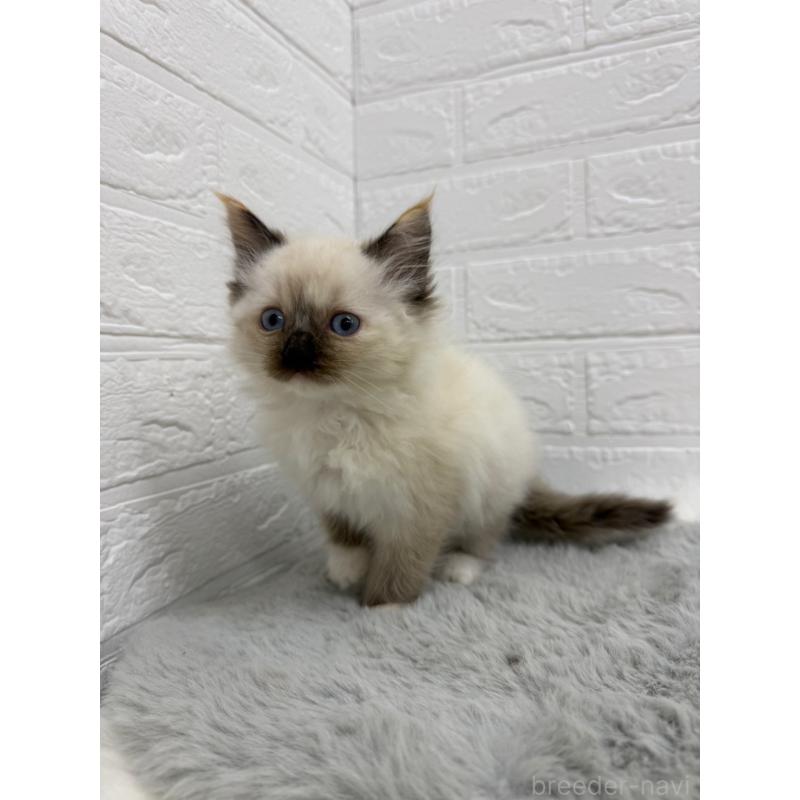 販売中の岡山県のラグドール-132204の11枚目