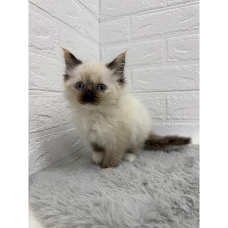 販売中の岡山県のラグドール-132204の10枚目