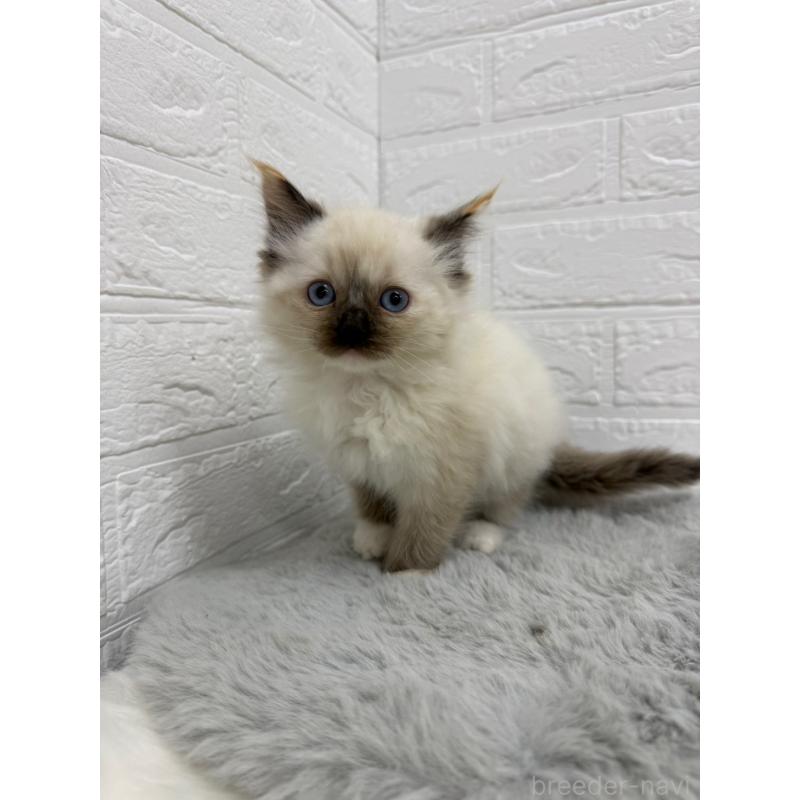 販売中の岡山県のラグドール-132204の8枚目