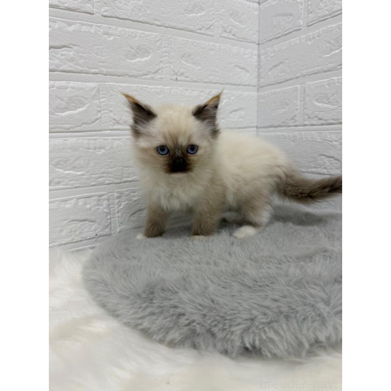 販売中の岡山県のラグドール-132204の7枚目