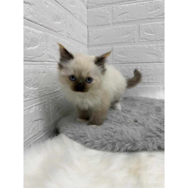 販売中の岡山県のラグドール-132204の6枚目