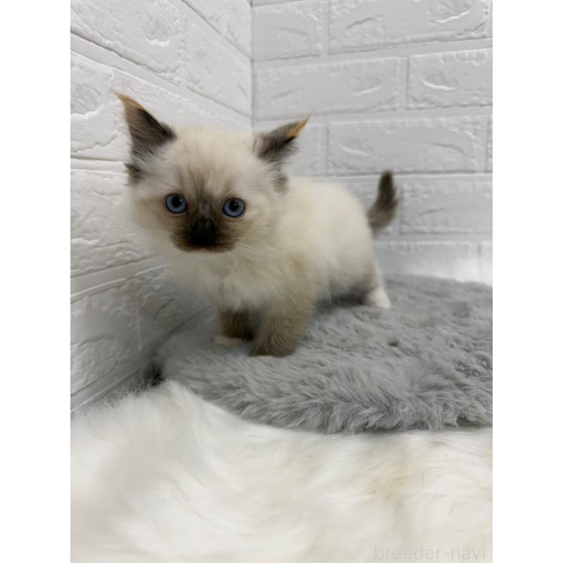 販売中の岡山県のラグドール-132204の4枚目