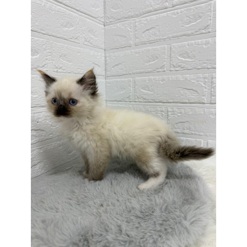 販売中の岡山県のラグドール-132204の3枚目