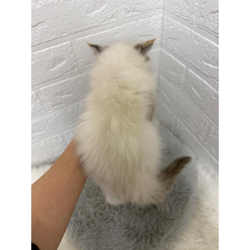 販売中の岡山県のラグドール-132204の2枚目