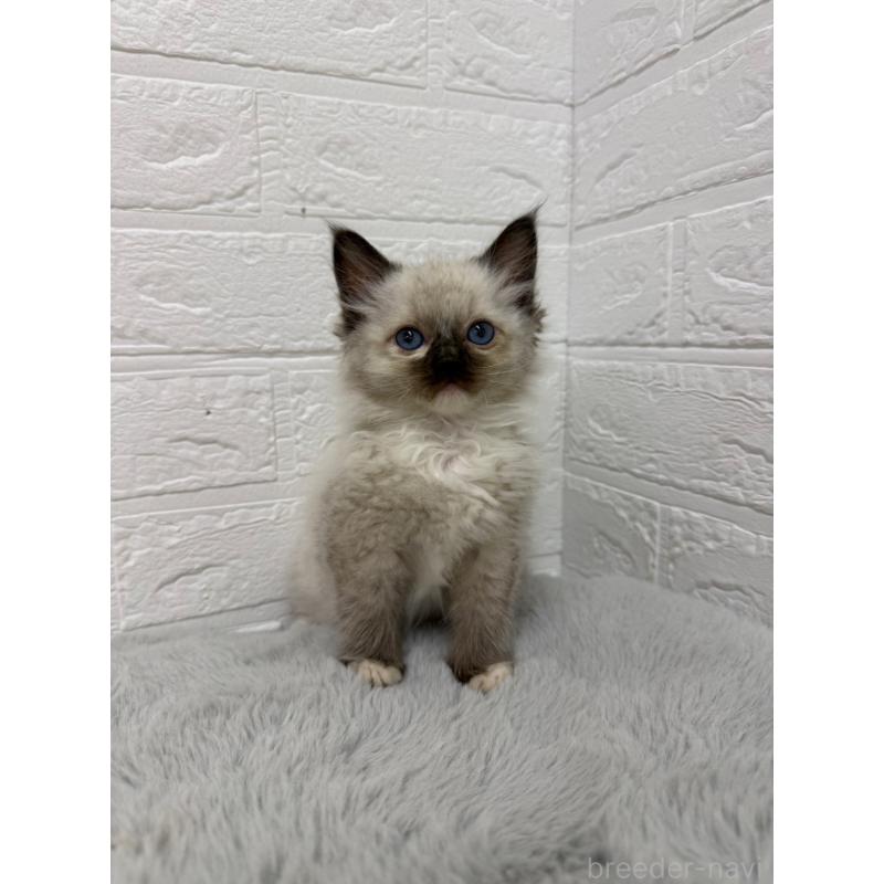 販売中の岡山県のラグドール-132205の17枚目