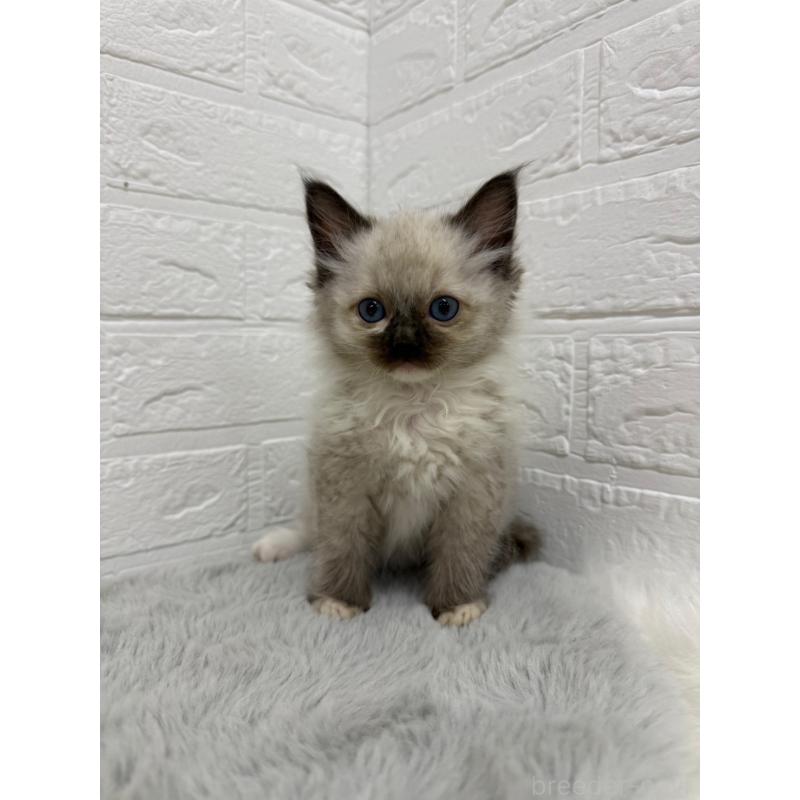 販売中の岡山県のラグドール-132205の16枚目