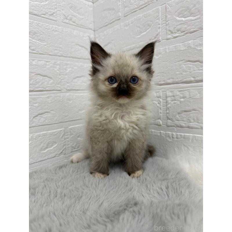 販売中の岡山県のラグドール-132205の15枚目