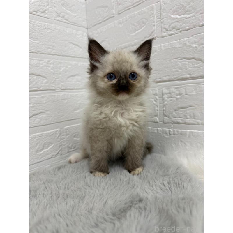 販売中の岡山県のラグドール-132205の14枚目