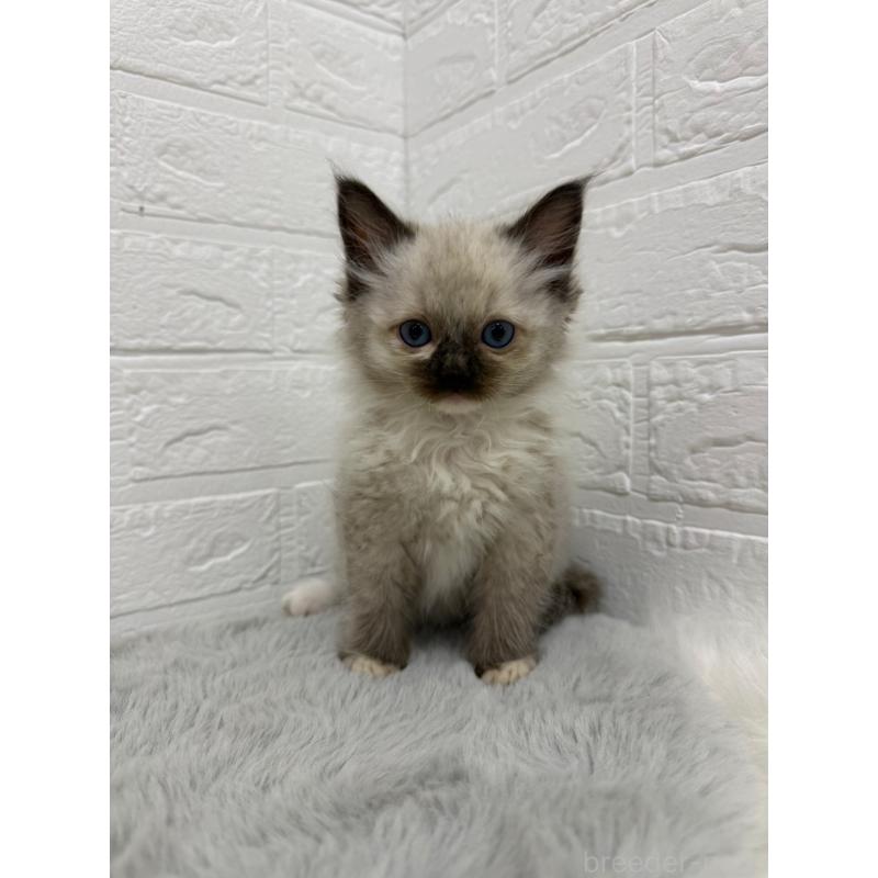 販売中の岡山県のラグドール-132205の13枚目