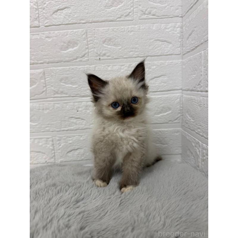 販売中の岡山県のラグドール-132205の12枚目