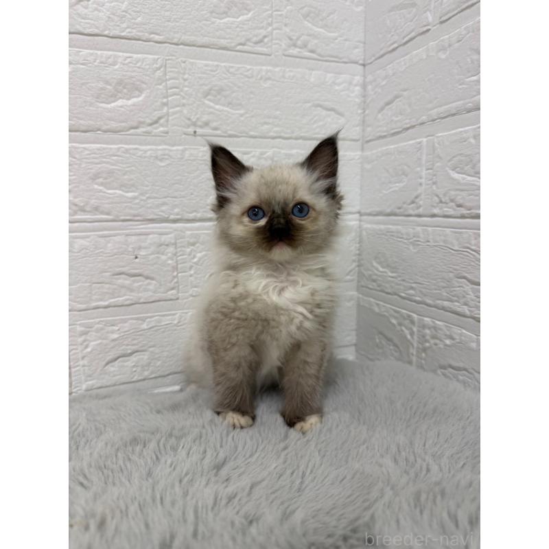 販売中の岡山県のラグドール-132205の11枚目