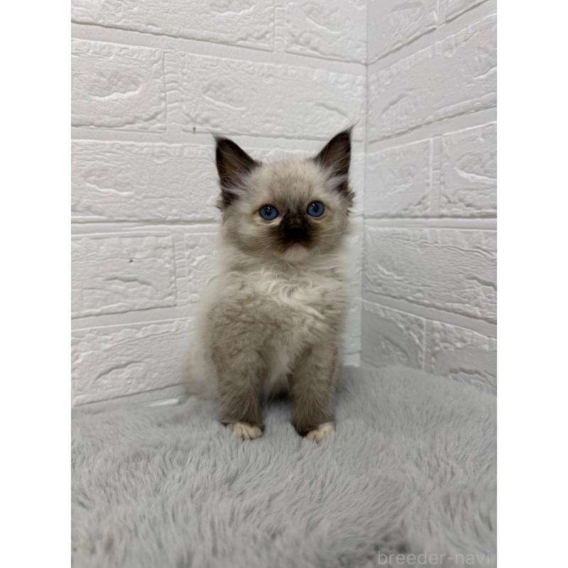 販売中の岡山県のラグドール-132205の10枚目