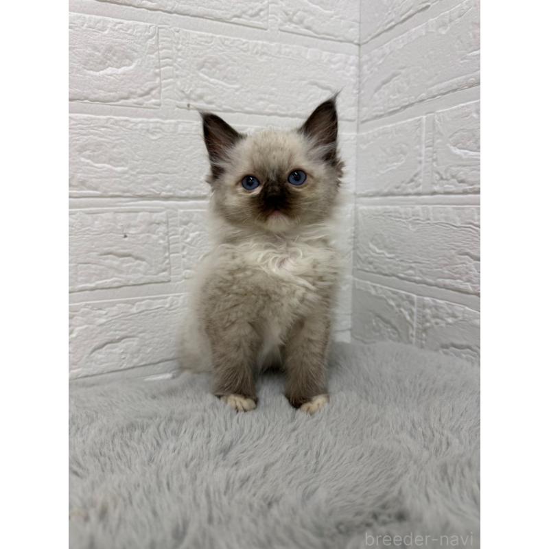 販売中の岡山県のラグドール-132205の9枚目