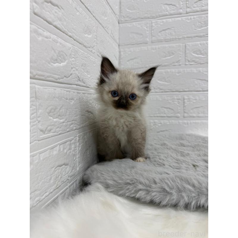 販売中の岡山県のラグドール-132205の8枚目