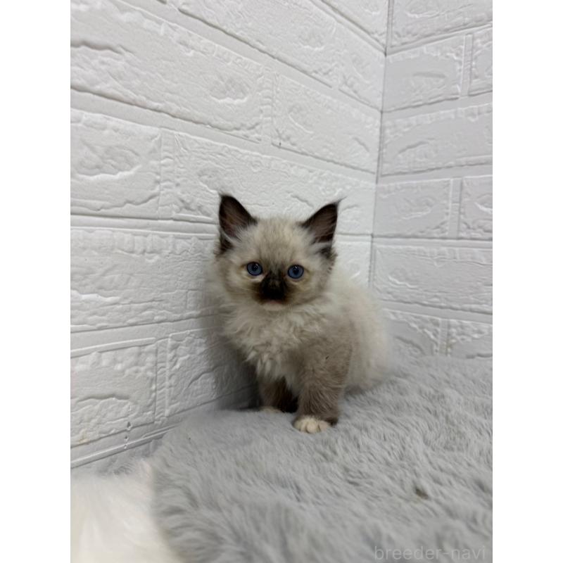 販売中の岡山県のラグドール-132205の6枚目