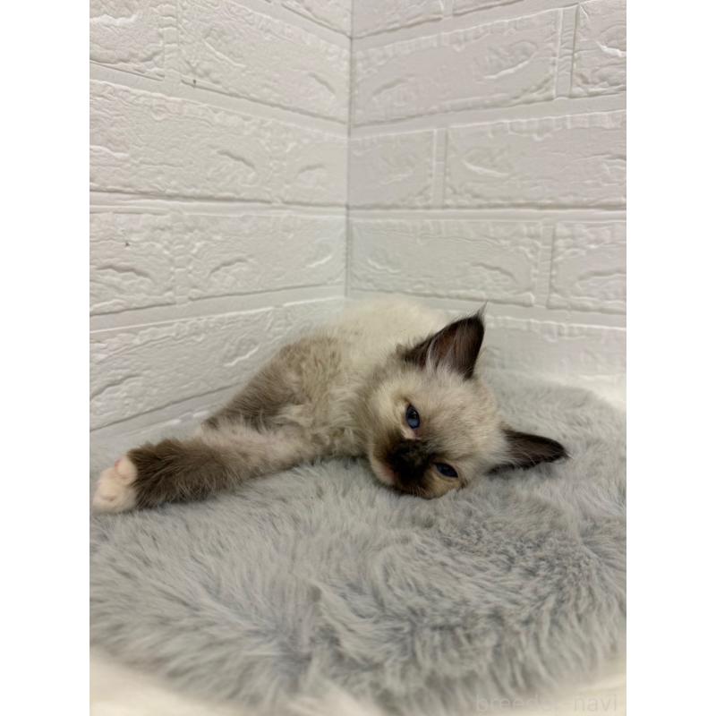 販売中の岡山県のラグドール-132205の5枚目