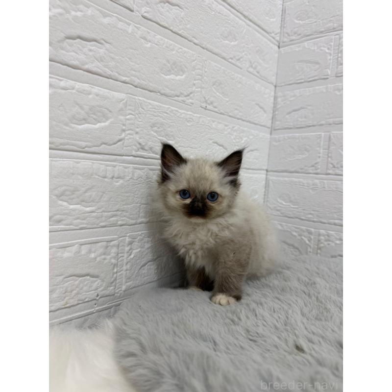 販売中の岡山県のラグドール-132205の4枚目