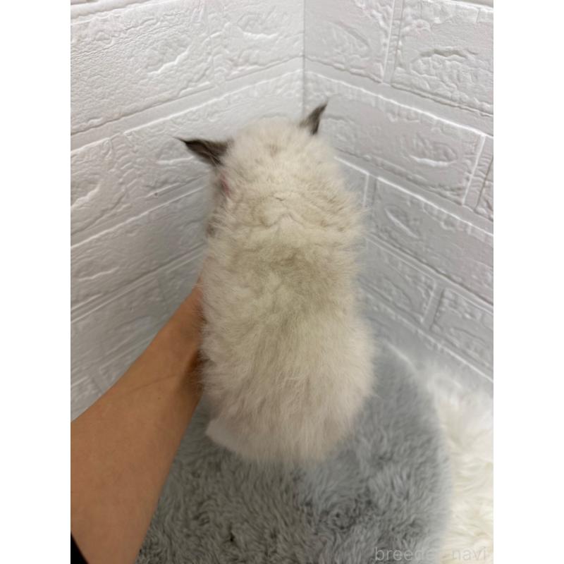 販売中の岡山県のラグドール-132205の3枚目