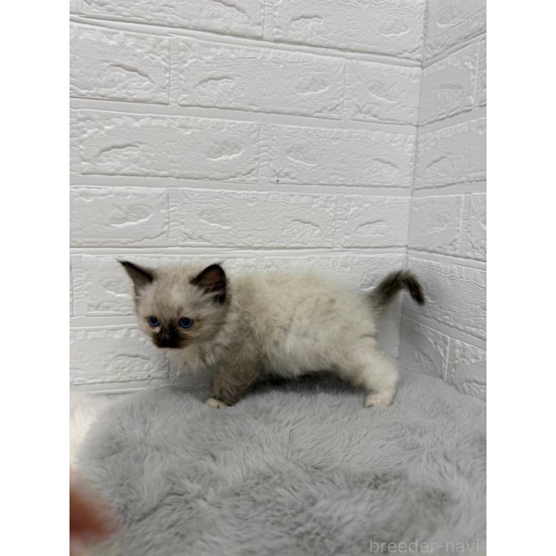 販売中の岡山県のラグドール-132205の2枚目