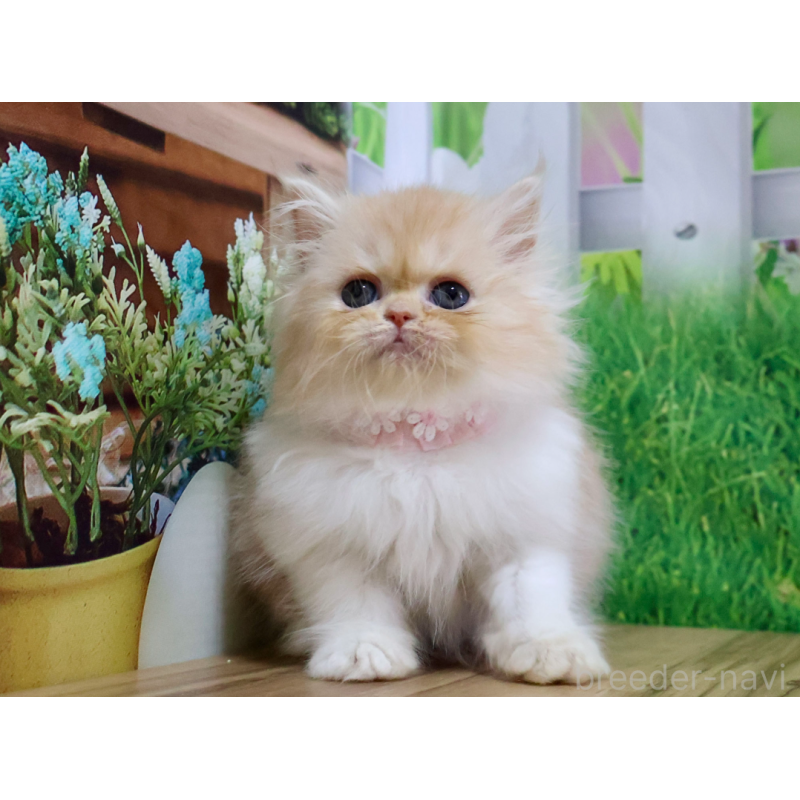 販売中の岐阜県のミヌエット-132214の5枚目