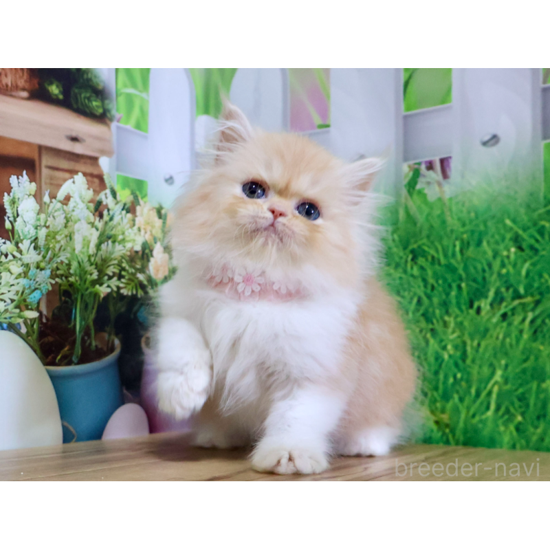 販売中の岐阜県のミヌエット-132214の4枚目