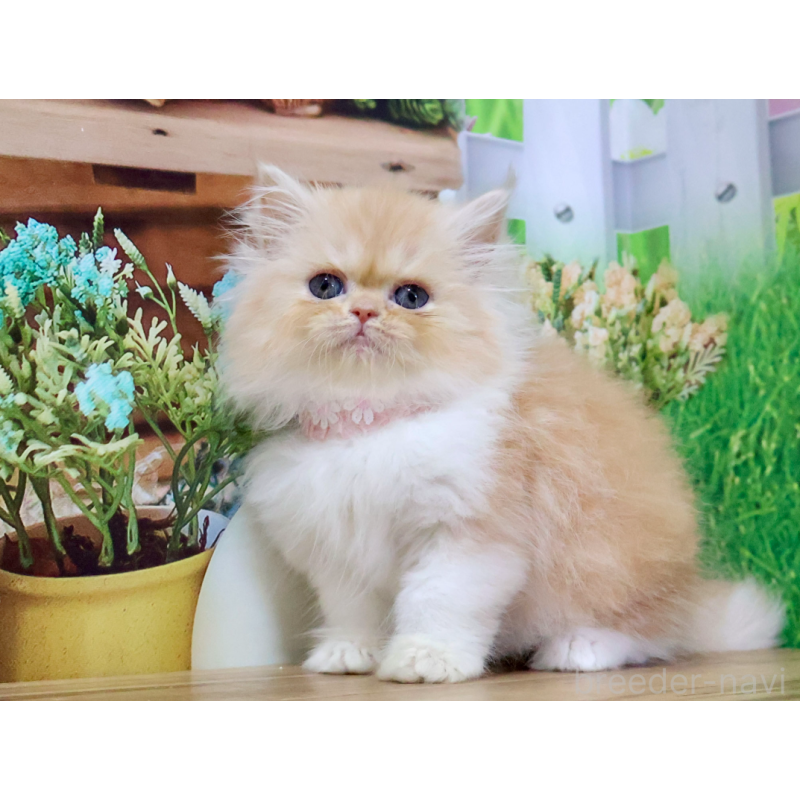 販売中の岐阜県のミヌエット-132214の2枚目