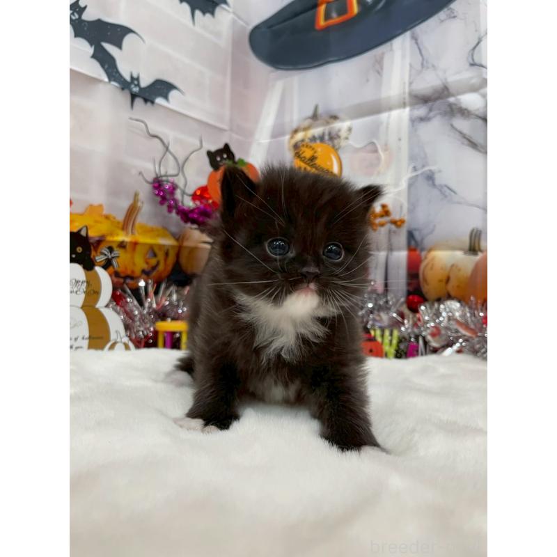 販売中の埼玉県のサイベリアン-132215の5枚目