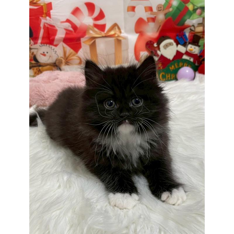 販売中の埼玉県のサイベリアン-132215の4枚目