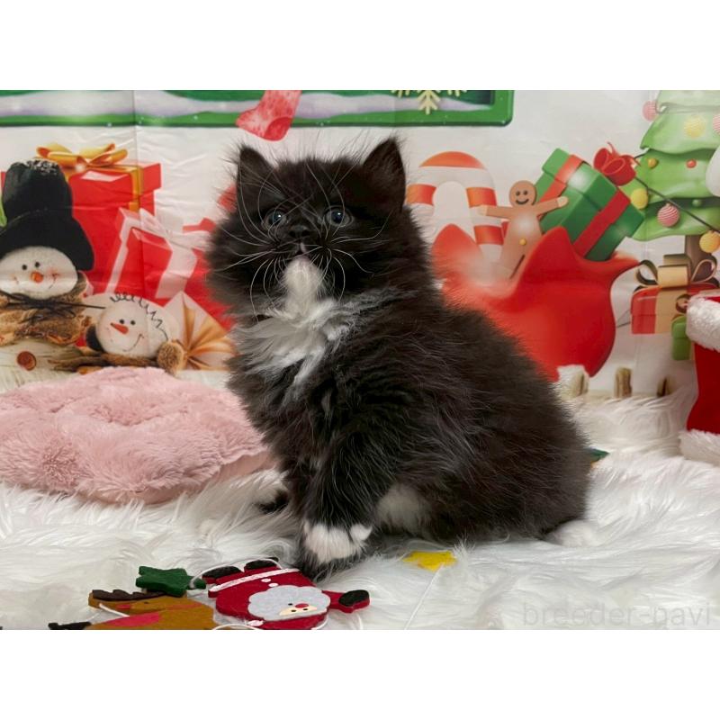 販売中の埼玉県のサイベリアン-132215の3枚目