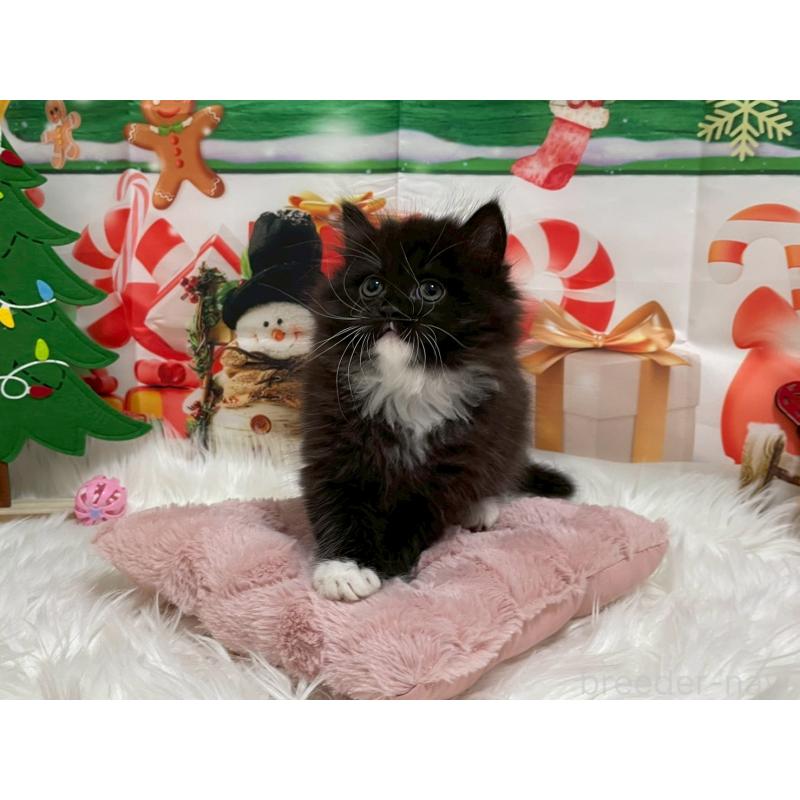 販売中の埼玉県のサイベリアン-132215の2枚目