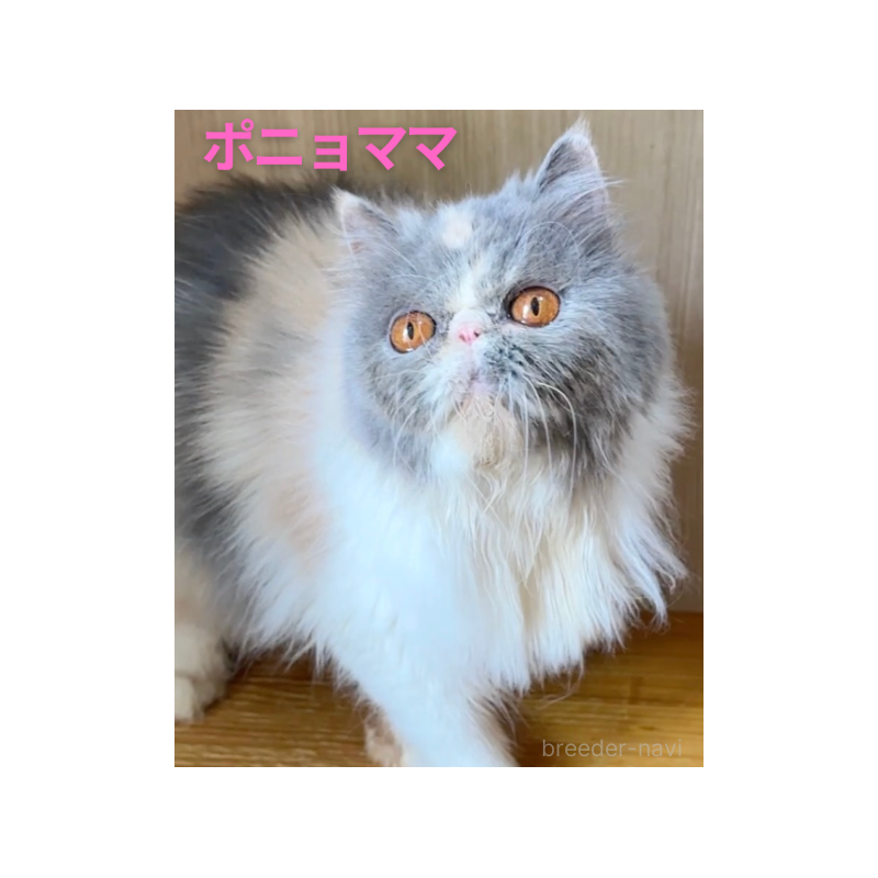 ポニョちゃん1枚目