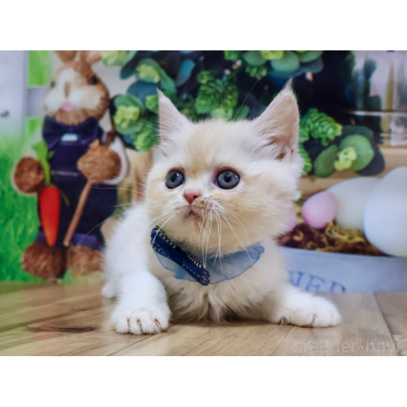 販売中の岐阜県のミヌエット-132216の6枚目