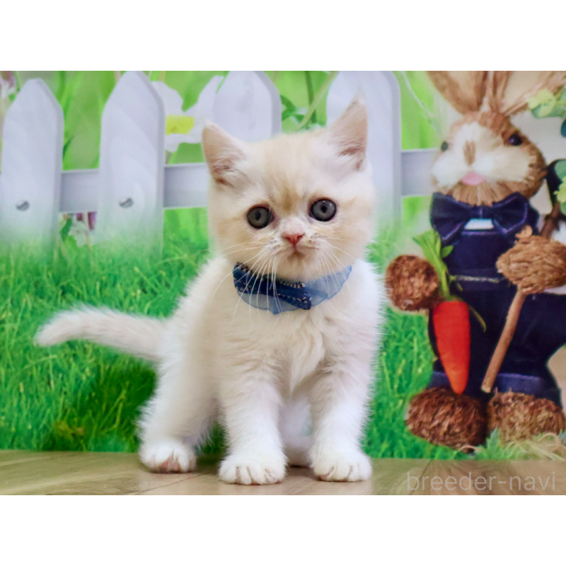 販売中の岐阜県のミヌエット-132216の4枚目