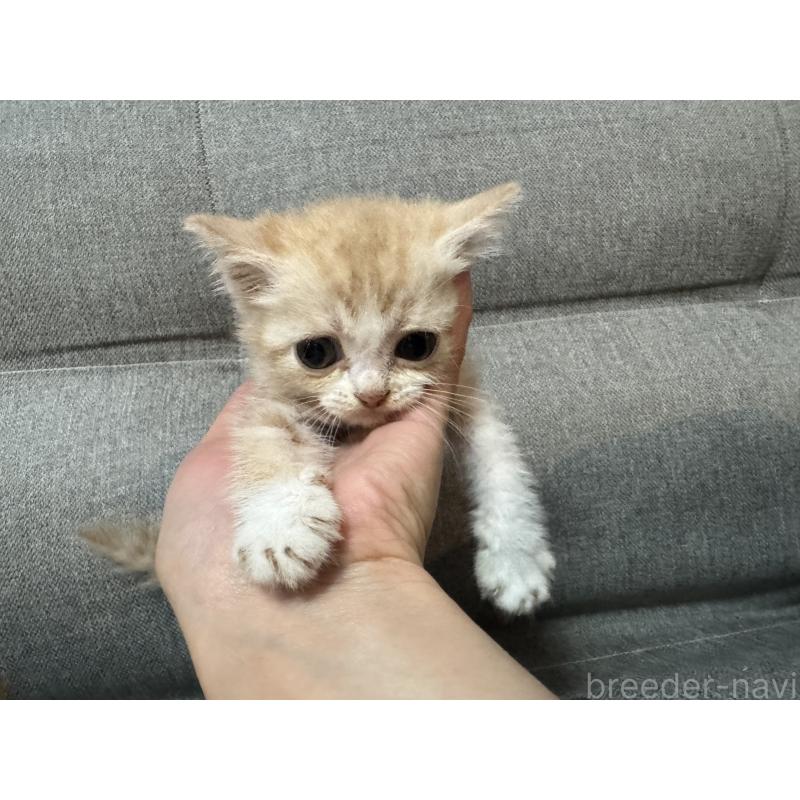 成約済の福岡県のスコティッシュフォールド-128210の2枚目