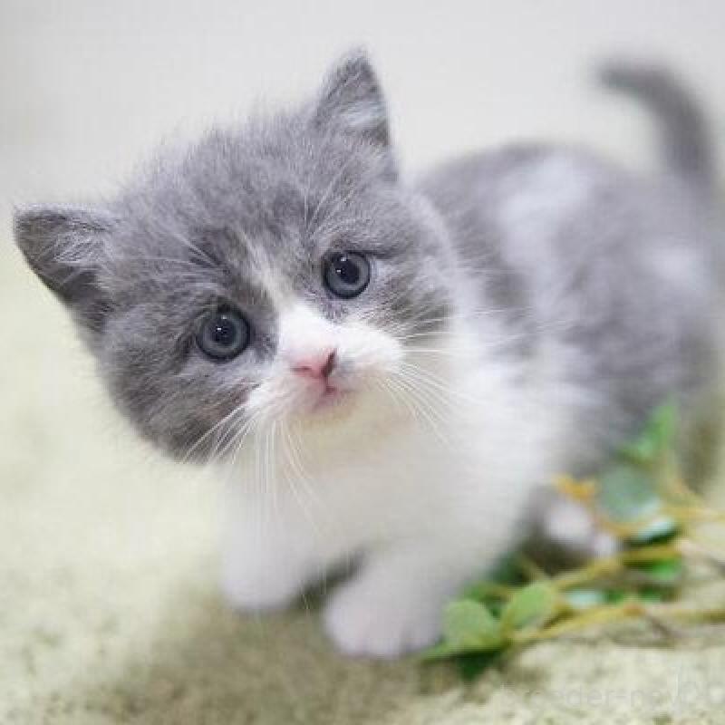 販売中の神奈川県のミヌエット(短足)-132217の1枚目