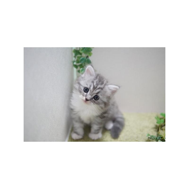 販売中の神奈川県のミヌエット-132218の5枚目