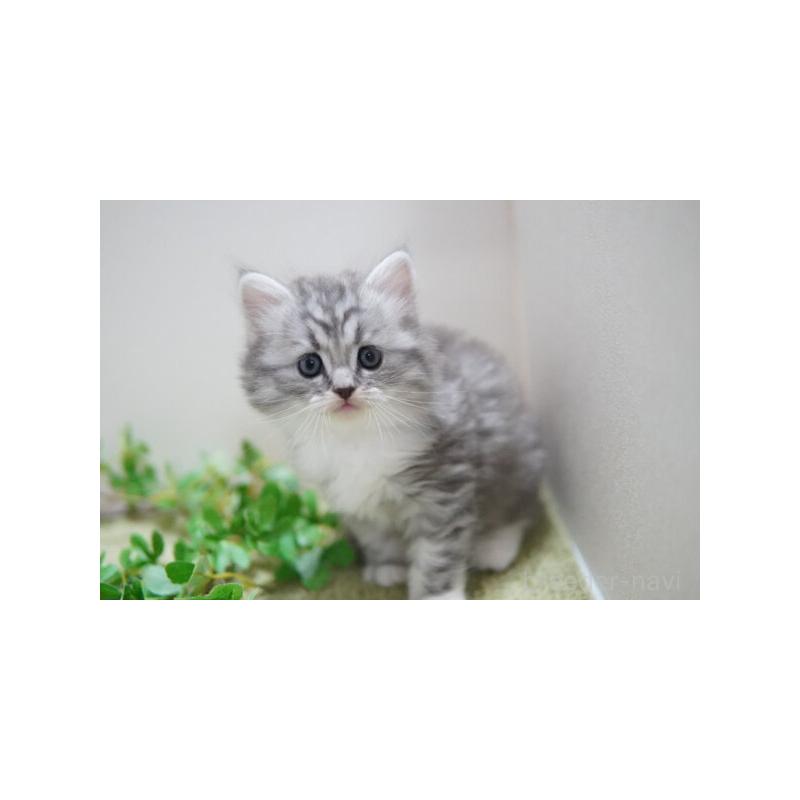 販売中の神奈川県のミヌエット-132218の2枚目