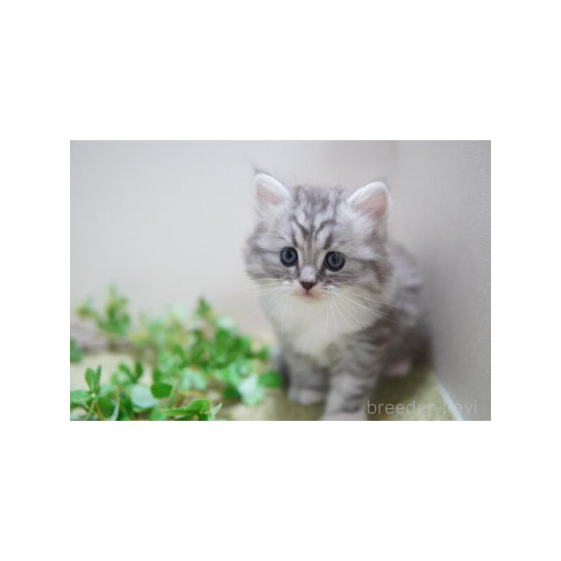 販売中の神奈川県のミヌエット-132218の3枚目