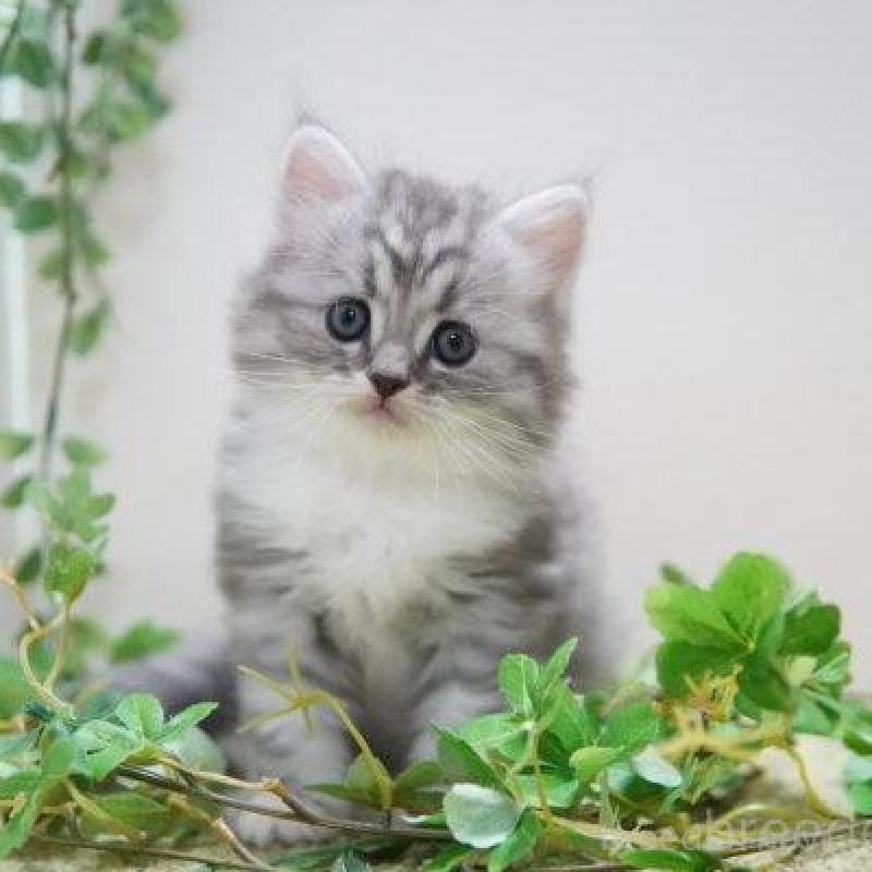 販売中の神奈川県のミヌエット-132218