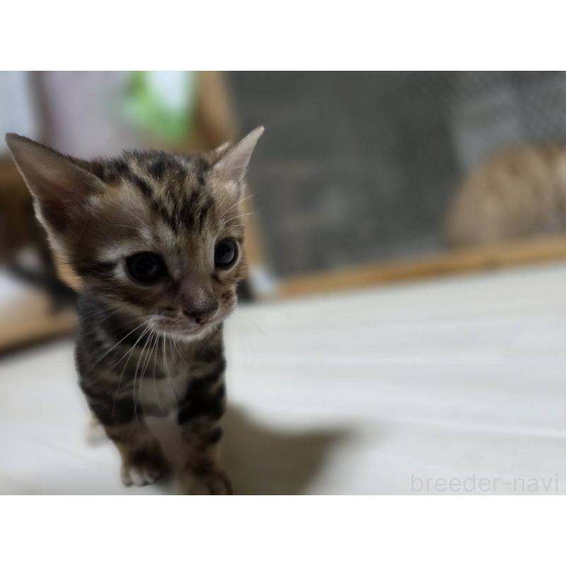 販売中の神奈川県のベンガル-132220の20枚目