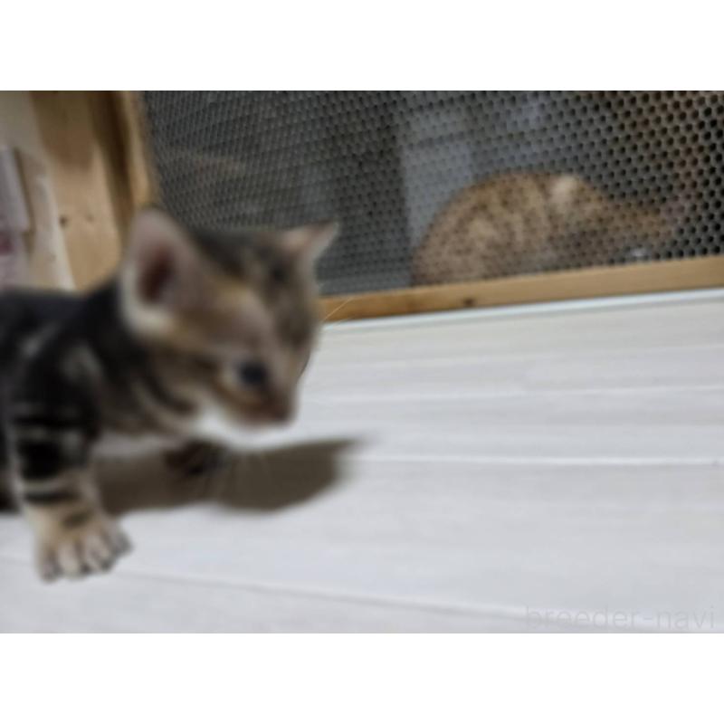 販売中の神奈川県のベンガル-132220の19枚目