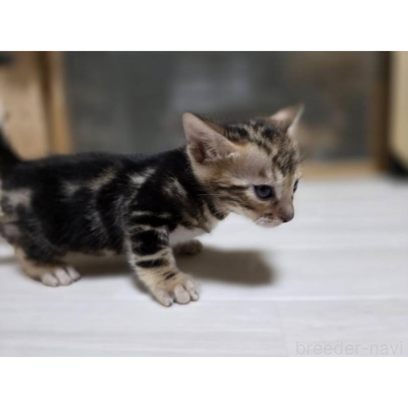 販売中の神奈川県のベンガル-132220の18枚目