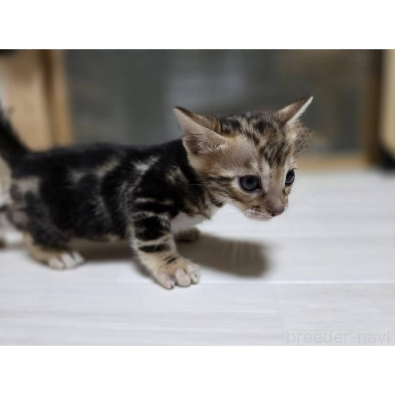 販売中の神奈川県のベンガル-132220の17枚目